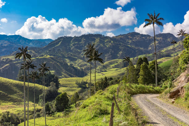 bosque de palma de cera la samaria san félix salamina caldas col - andes fotografías e imágenes de stock