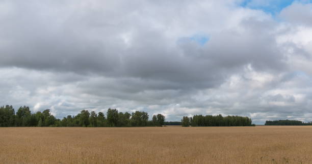 istock landscape of wheat field at harvest 1092304052