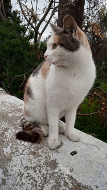 istock Street cats in Greece 1092305804