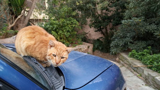 istock Street cats in Greece 1092305988