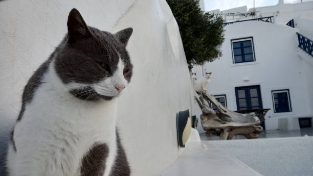 istock Street cats in Greece 1092306170