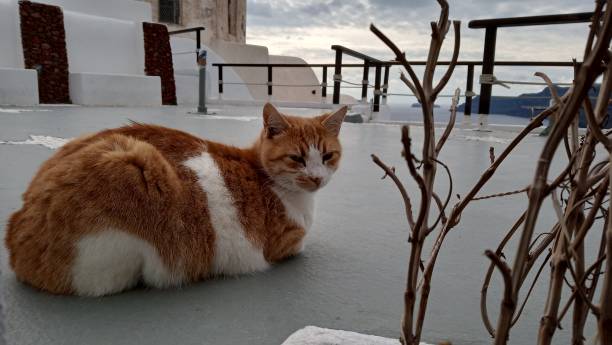 istock Street cats in Greece 1092306272