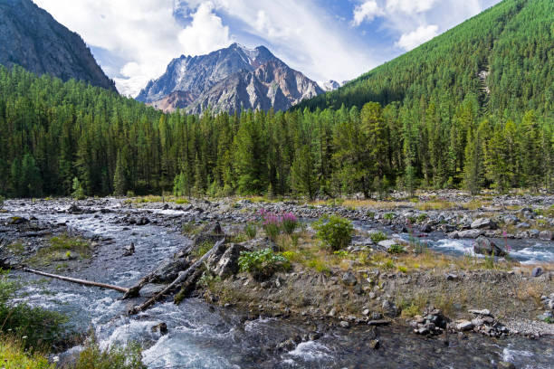 altai-gebirge. der shawla-fluss. sibirien, russland. - larch tree stone landscape sky stock-fotos und bilder