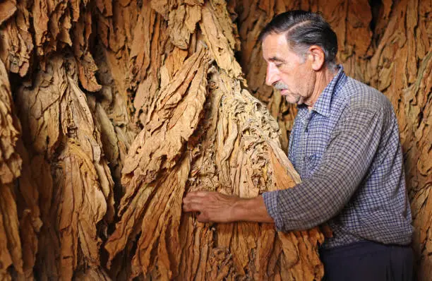 Photo of Dry tobacco leaf