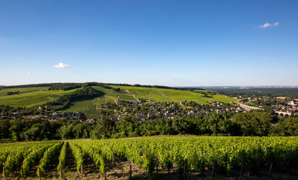 istock Vineyard, Sancerre - United Kingdom 1092309362