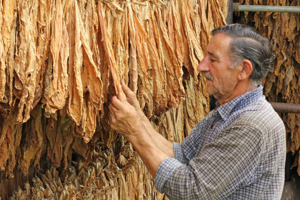 Senior farmer looking and controlling dry tobacco leaf in the dryer