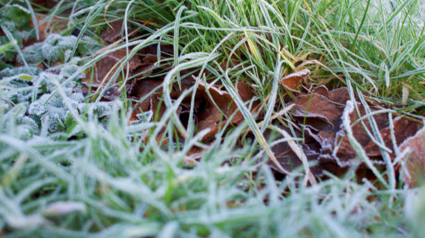 istock Frost on blades of grass 1092311488