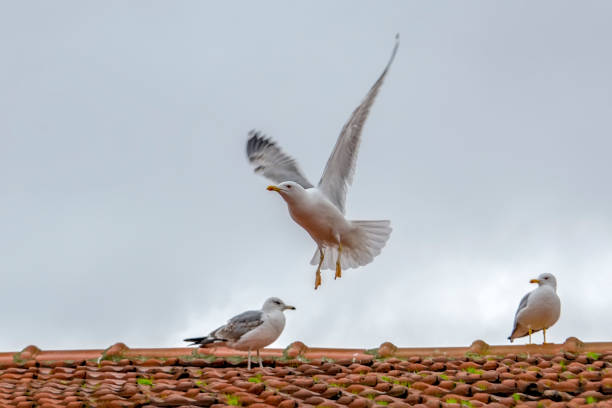 istock Single seagull flying in a sky as a background 1092311590