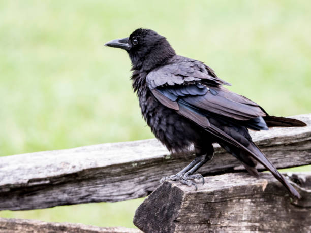 istock Ruffled feathers on a Blackbird with a green background. 1092311872