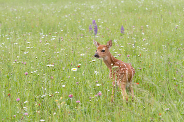 istock White Tailed Fawn Looking over its Shoulder in a Wildflower Meadow 1092312288