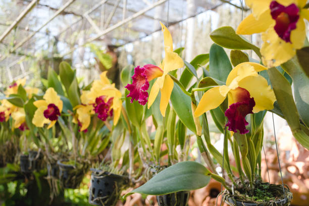istock Yellow orchids growing in pots in a garden. 1092313846