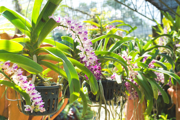 istock Violet orchids growing in pots in a garden. 1092313848