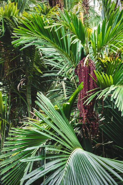 istock Cluster of red berries growing on a palm tree. 1092313866