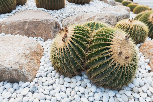 istock Close up on big round prickly cacti. 1092313894