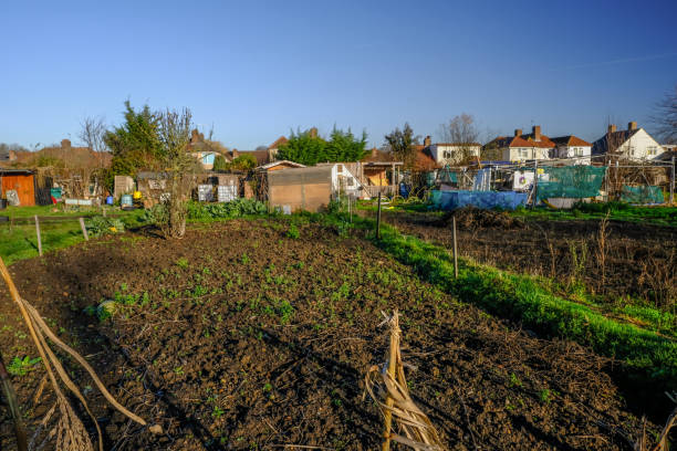 istock View of allotments in winter. 1092313920