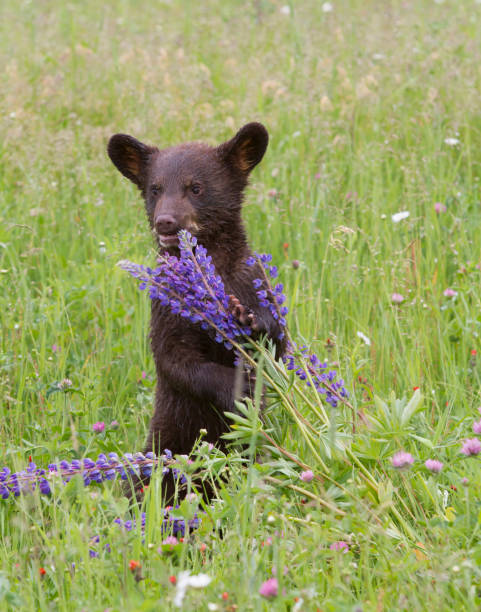 istock Little Black Bear Cub Playing with a Purple Wildflower 1092314524