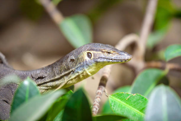 istock The Water monitor, (Varanus salvator) 1092316166