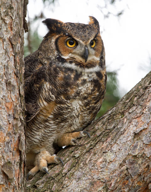 great horned owl perched in the crook of a tree - night perching owl imagens e fotografias de stock