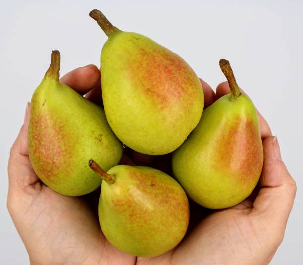 istock Bunch of pears held in hands 1092317866