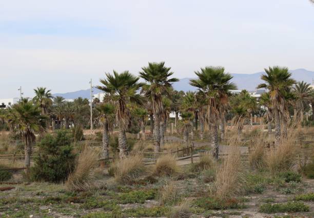 istock Palm trees in recreational park 1092317960