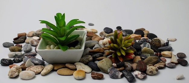 Small flowerpot with green leaves plant and stones