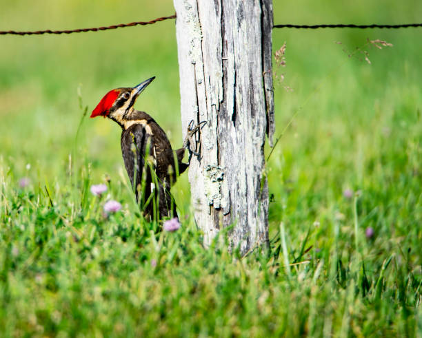 sterty dzięcioł dzioba na stronie słupka ogrodzenia i ma zielone tło. - pileated woodpecker animal beak bird zdjęcia i obrazy z banku zdjęć