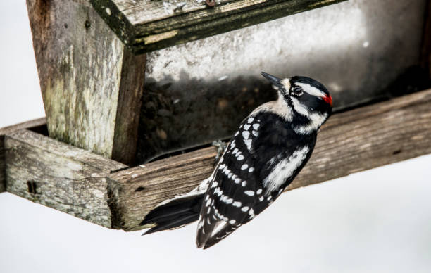 istock A Downy Woodpecker feeds on sunflower seed. 1092318064