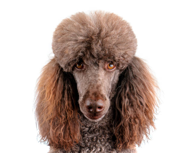 スタンダードプードルは、白い背景で隔離の肖像画 - standard poodle ストックフォトと画像