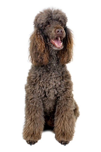 スタンダードプードルは、白い背景で隔離の肖像画 - standard poodle ストックフォトと画像