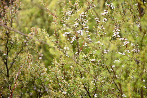 istock Manuka (Leptospermum Scoparium) New Zealand's Tea Tree 1092324186