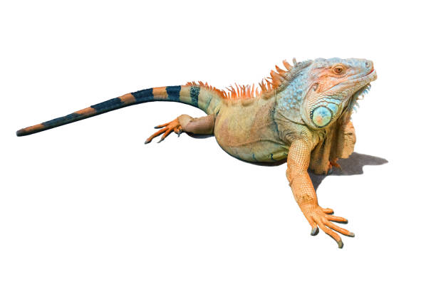 Large Green Iguana in front of white background