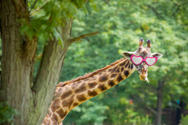 Giraffe Wearing Heart Shaped Glasses A giraffe with his tongue out as he chews his food as he wears heart shaped sunglasses. giraffe photos stock pictures, royalty-free photos & images