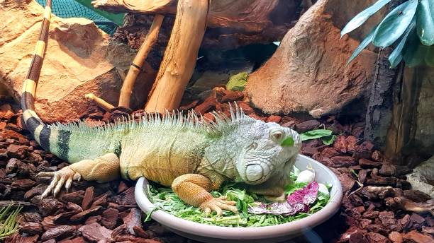 Iguana Iguan and her meal animal spine stock pictures, royalty-free photos & images