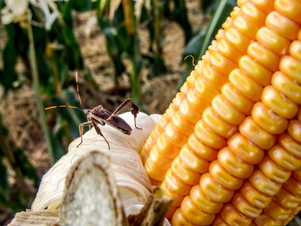istock Badbug on top of an ear of corn 1092330266