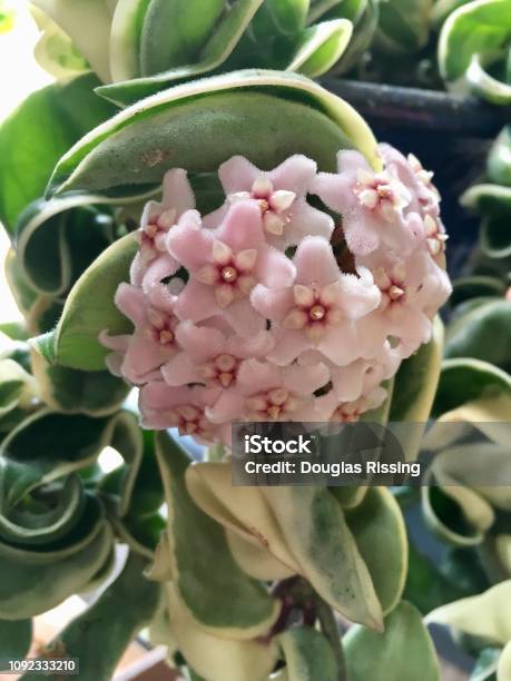 Hoya Carnosa Compacta Wax Plant Stock Photo - Download Image Now - Succulent Plant, Flower, Indian Pipe