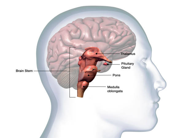 profil von männerkopf mit hirnstamm anatomie mit der bezeichnung - brain human spine brain stem cerebellum stock-fotos und bilder