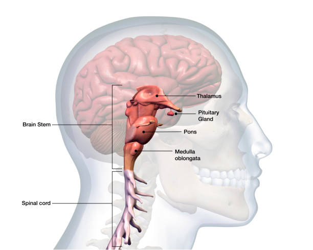 profil von männerkopf mit hirnstamm anatomie mit der bezeichnung - brain human spine brain stem cerebellum stock-fotos und bilder