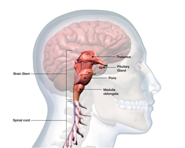 voir le profil :: chef masculin avec l’anatomie du tronc cérébral étiqueté - tronc cérébral photos et images de collection
