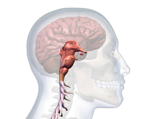 profil von männerkopf mit hirnstamm anatomie - brain human spine brain stem cerebellum stock-fotos und bilder