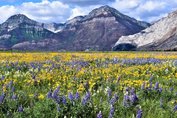 istock Field of Flowers 1092336374