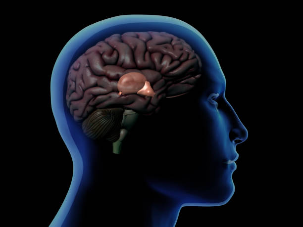 Profile of Male Head with Hypothalamus and Pineal Gland Anatomy stock photo