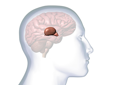Computer Generated Image: Sideview of a transparent head of a man with the Thalamus, Hypothalamus and Pineal Glands isolated within the brain against a white background.