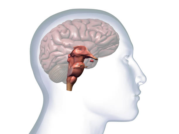 profil von männerkopf mit hirnstamm anatomie - brain human spine brain stem cerebellum stock-fotos und bilder