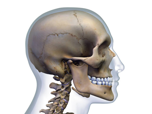 Human anatomy 3d illustration of the skull. Lateral view, on white background.