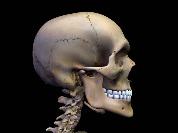 Computer Generated Image: Sideview of a man's skull and spinal column against a black background.