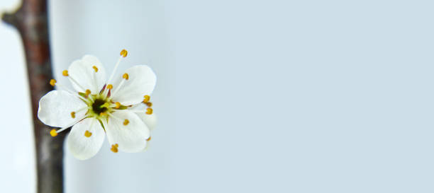 istock Spring floral background. Spring flower on tree branch 1092341138