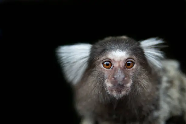 Photo of Bolivian squirrel monkey