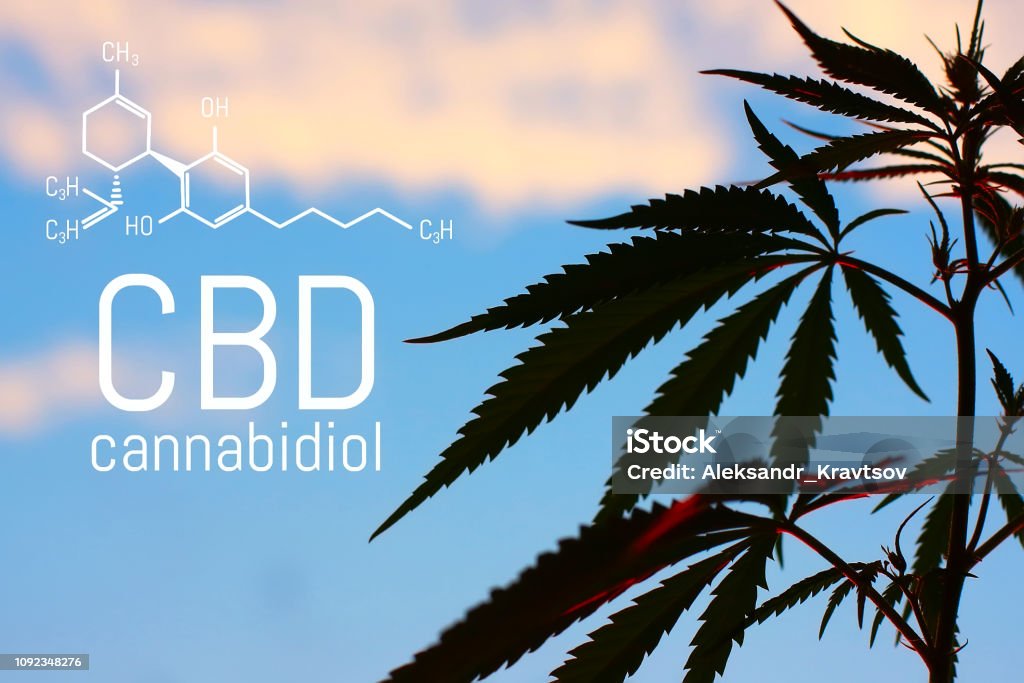 Medical Marijuana and Cannabidiol (CBD Oil) chemical formula. Growing premium cannabis products. Influence (positive and negative) of smoking marijuana on human brain, nervous system, mental activity and functions, cognitive functioning, development. Them - Royalty-free Planta de canábis Foto de stock