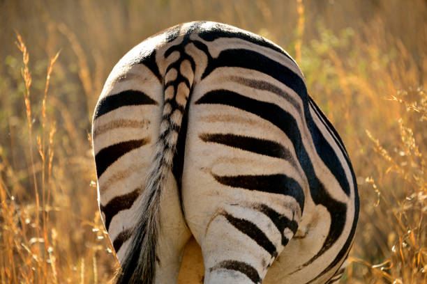 istock Stripe pattern of Burchell's zebra in Pilanesberg National Park 1092349482