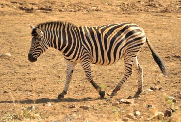 istock Burchell's zebra in Pilanesberg National Park 1092349568